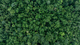Fototapeta Las - Aerial top view tropical rainforest green forest tree with globe planet, Tropical jungle forest green globe planet in your hand, Save Earth, Forest texture and background, Environment Concept.
