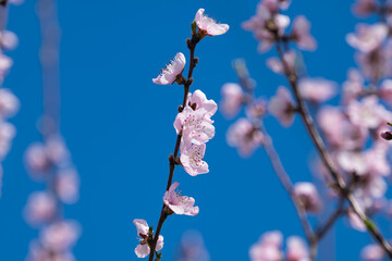 Poster - sakura branches on a tree