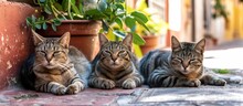 Three Spanish Street Cats In Various Colours 