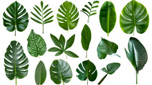 Natural Of Beautiful Tropical Green Leaves Of Leaf Isolated On Transparent Background.