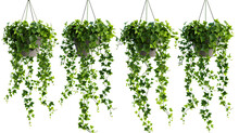 Set Of Hanging Ivy Plants On Pot, Isolated On Transparent Background