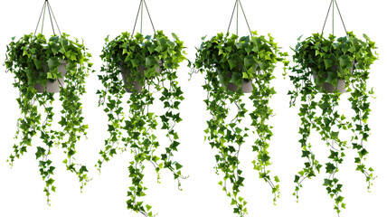 Set of hanging ivy plants on pot, isolated on transparent background