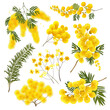 Mimosa spring flowers set isolated on transparent background. Silver wattle tree branch.