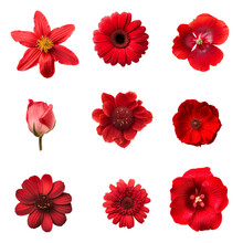 Selection Of Beautiful Various Red Flowers Isolated On Transparent Background