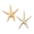 © NT clip art only - two different types of white starfish isolated over a transparent background