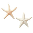 © NT clip art only - two different types of white starfish isolated over a transparent background
