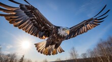 A View Of A Whitetailed Eagle Flying In Low Light And Blue Sky In Hokkaido, Japan.