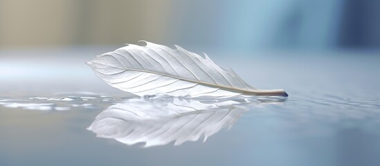 White transparent leaf on mirror surface