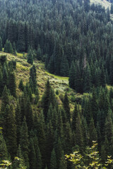 Wall Mural - landscape with a beautiful green fir spruce forests in summer the Tien Shan mountains in Kazakhstan. Top view from a drone