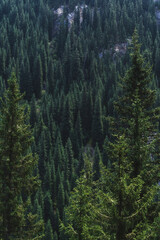 Wall Mural - landscape with a beautiful green fir spruce forests in summer the Tien Shan mountains in Kazakhstan