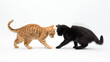 Dois gatos se enfrentando um preto e o outro laranja isolado no fundo branco