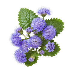 Ageratum (Flossflower), transparent background, isolated image, generative AI