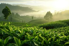 Green Tea Plantation At Sunrise Time,nature Background