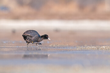 Poster - Eurasian Coot (Fulica atra) feeding on algae by the lake.