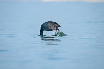 Poster - Eurasian Coot, (Fulica atra) diving into the water to feed in the lake.