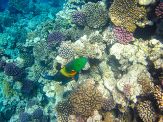  Beautiful fish in the coral reef of the Red Sea