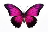 Fototapeta Motyle - Striking Pink Butterfly: A Symbol of Delicate Beauty Against Purity - Generative AI
