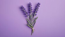 Bunch Of Lavender Flowers On Mauve Background 