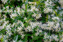 Selective Focus Of Pure White Fragrant Flowers Star Jasmine Creeping On The Wall, Trachelospermum Jasminoides Is A Woody, Evergreen Climber With Rich, Green Leaves Pattern, Nature Floral Background.