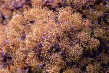 Wall Mural - Selective focus flower of Cotinus with purple leaves in the garden, The smoketree or smoke bush, is a genus of seven species of flowering plants in the family Anacardiaceae, Nature floral background.