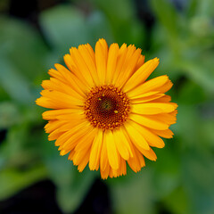 Wall Mural - Selective focus of orange Calendula officinalis flower in garden, Pot Marigold, Ruddles, Mary's gold or Scotch marigold is a flowering plant in the daisy family Asteraceae, Nature floral background.