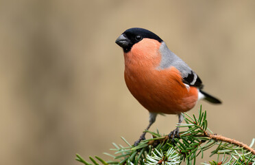 Poster - Eurasian bullfinch male ( Pyrrhula pyrrhula )