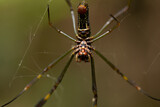 Fototapeta Tulipany - spider on a web