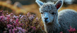 © smth.design - Serene Alpaca in Wildflower Meadow at Sunset