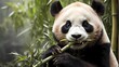 giant panda eating bamboo Bamboo Banquet: Giant Panda Feasting, Gourmet Bites: Panda Indulging in Bamboo, Culinary Delight: Giant Panda Enjoying Bamboo Meal, Bamboo Buffet: Adorable Giant Panda Snacki