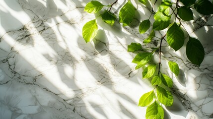 Wall Mural - Fresh spring green leaves on branch in sunlight with shadow on white marble tile wall, wood table, copy space.   