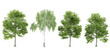 3d rendering of Bucida buceras,Silver birch trees