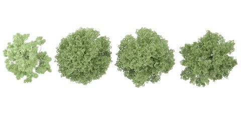 Beech Trees collection with realistic style from top view