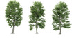 European Aspen Trees isolated on white background