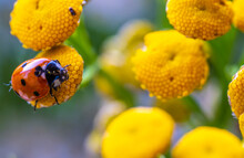 Ladybug On Yellow Tansy Flowers In Close-up.