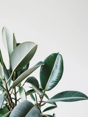 Poster - Rubber Plant (Ficus elastica), white background