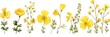 Mustard several pattern flower, sketch, illust, abstract watercolor, flat design, white background