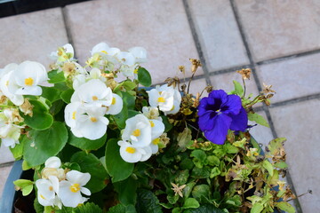 Wall Mural - begonia and pansy