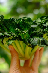 Sawi Pagoda. Tatsoi is an Asian variety of Brassica rapa grown for vegetables. Also called tat choy, it is closely related to the more familiar Bok Choy. Brassica rapa subsp. narinosa. 