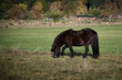Ein dunkelbraunes Pony auf der Weide im Herbst mit Waldrand und Brennholzstapeln im Hintergrund