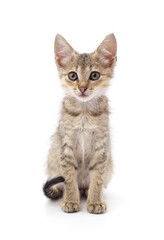 Poster - Small gray kitten.