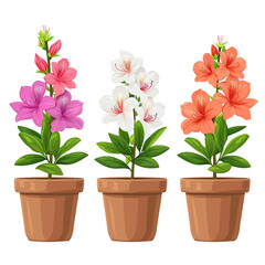 Wall Mural - Set of azalea flowers illustration in pots isolated on transparent background