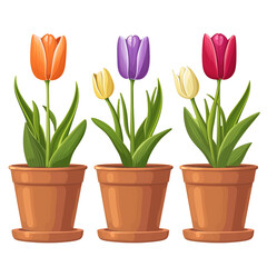 Wall Mural - Set of tulips in pots isolated on transparent background