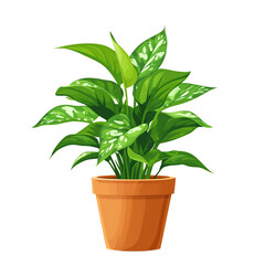 Wall Mural - Illustration of aglonema flower plant in a pot isolated on transparent background