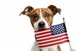 Jack Russell dog celebrates Independence Day