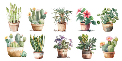 Home flowers in pots: asparagus, cactus, dracaena, hibiscus, tradescantia, sansevieria