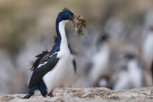 Imperial Shag (Phalacrocorax Atriceps Albiventer) Carrying Vegetation For Use As Nesting Material On Carcass Island In The Falkland Islands       