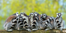 Group Of Ring-tailed Lemurs On A Wood Log
