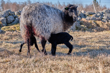 Gotland sheep in a meadow on a farm in Skaraborg Sweden