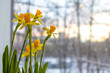 Yellow daffodils in early spring by window against background of melting snow in city. Women's Day, first flowers