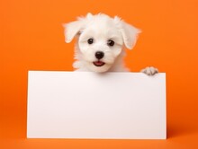 White Puppy Dog Holding Blank Sign On Orange Background